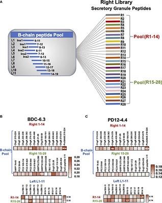 Frontiers | Insulin B-chain Hybrid Peptides Are Agonists For T Cells ...